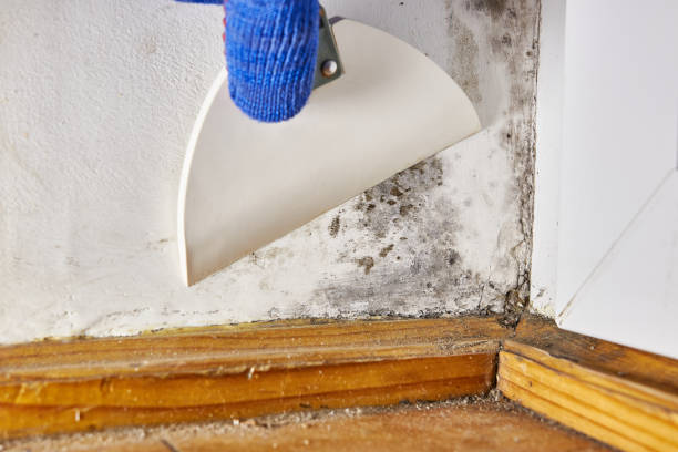 Asbestos and Lead Testing During Mold Inspection in Gainesville, GA